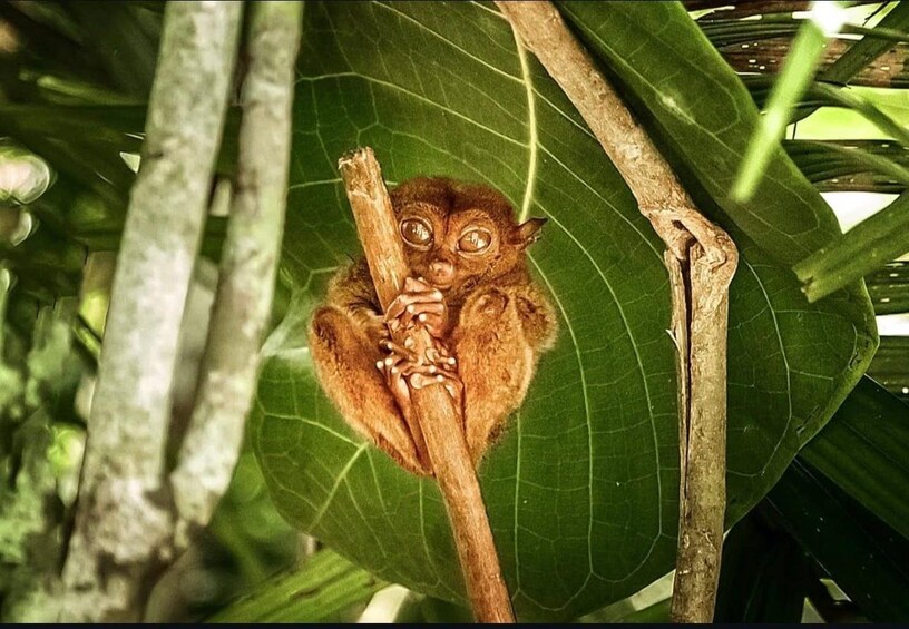 A lemur clinging to a tree branch amidst green foliage. 4