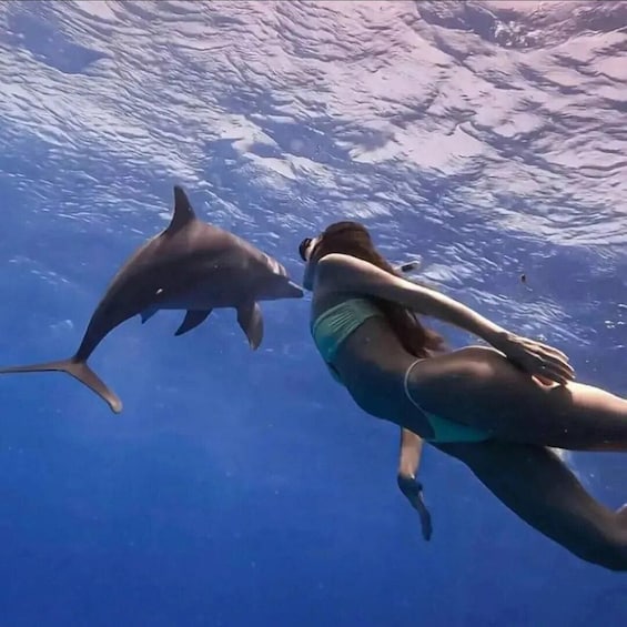 En person svømmer under vandet med en delfin. 3