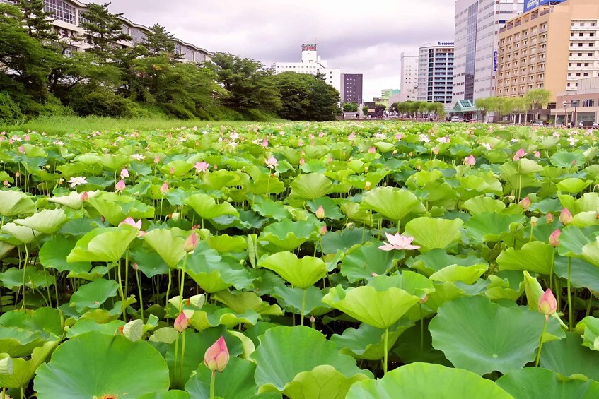 A lotus pond with blooming flowers, surrounded by city buildings. 2