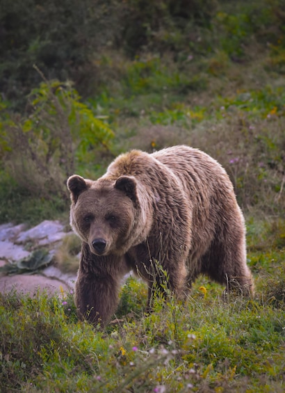 Ein Bär geht durch eine bewachsene Wiese mit Steinen und Vegetation. 1