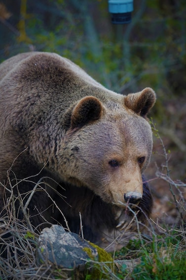 Ein Bär in einer natürlichen Umgebung mit Vegetation und Felsen. 4