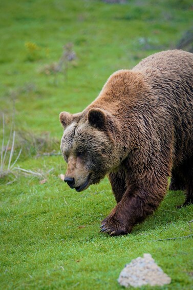 Ein brauner Bär läuft über das Gras. 2