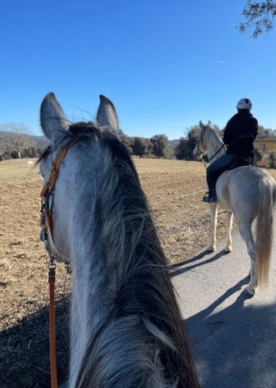 A horse with a rider on another horse, both on a paved path with a clear blue sky and dry grassland in the background. 2