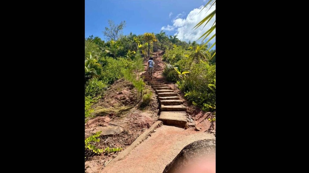 A person walking up a stone staircase surrounded by lush greenery. 5
