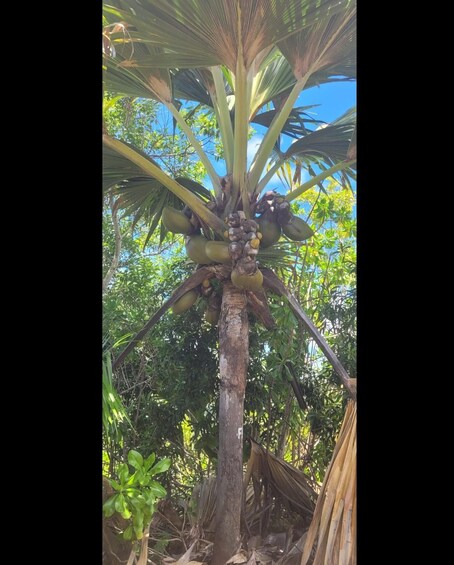 A palm tree with clusters of coconuts and lush green foliage. 4