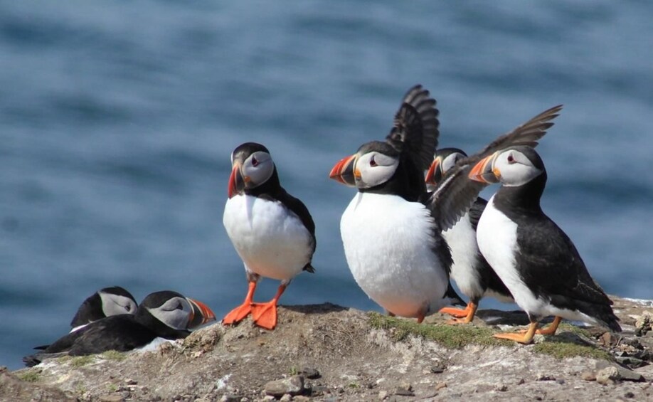 Puffins on a rocky shore with the ocean in the background. 1