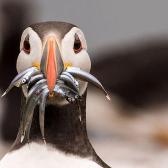 A puffin with its beak full of fish. 4