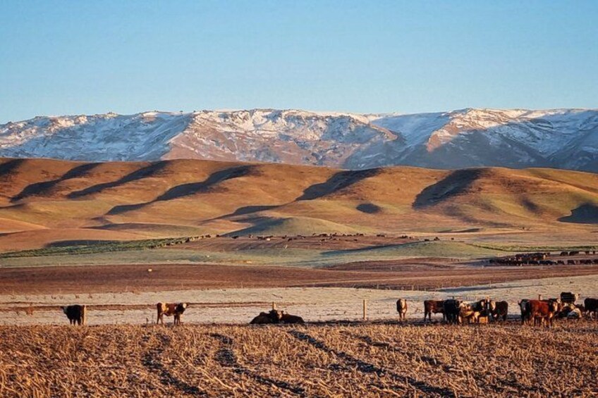 A herd of cattle grazing in a valley with rolling hills and snow-capped mountains in the background. 2