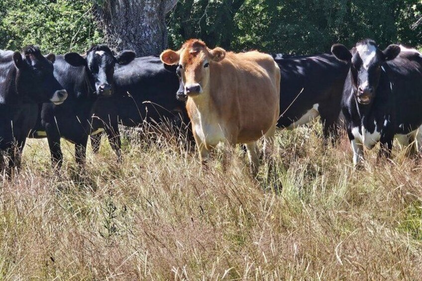 A herd of cattle in a grassy field with trees in the background. 4