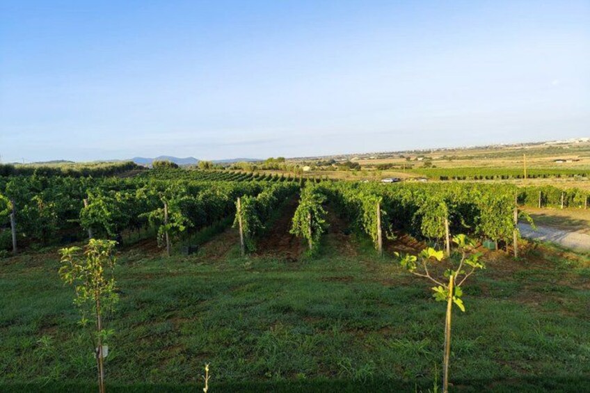 A vineyard with rows of grapevines. 4