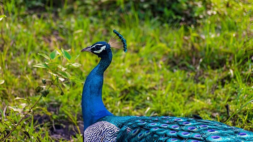 A peacock with a blue head and neck, and a body with eye-like patterns on its feathers, standing on grass. 5