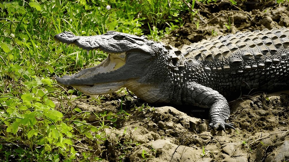 A crocodile lying on the ground amidst green vegetation. 3