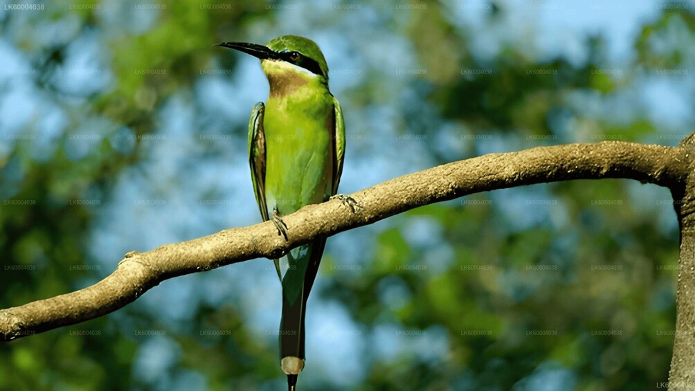 A bird perched on a branch. 2