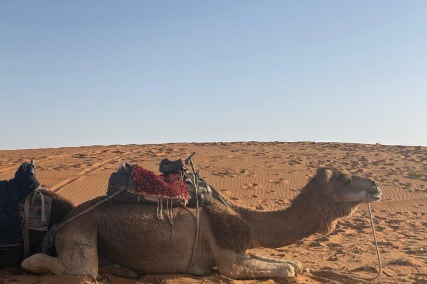 A camel resting in a desert with a saddle and pack on its back. 2