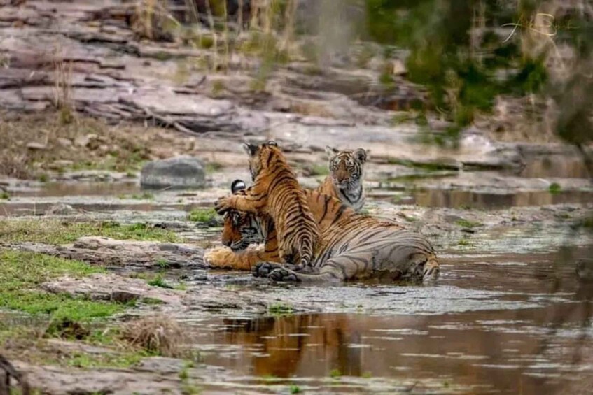 Two tigers resting by a water body with a rocky and grassy landscape in the background. 2