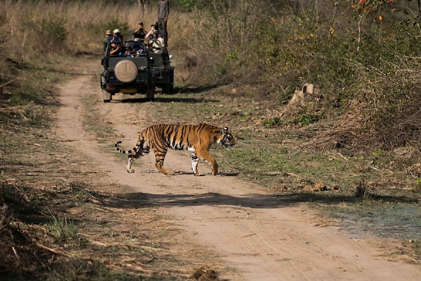 A tiger walking on a dirt road with a vehicle and people in the background. 5