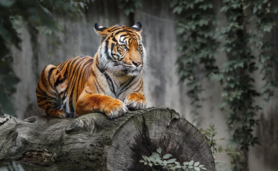 A tiger sitting on a tree stump in a forested area. 1