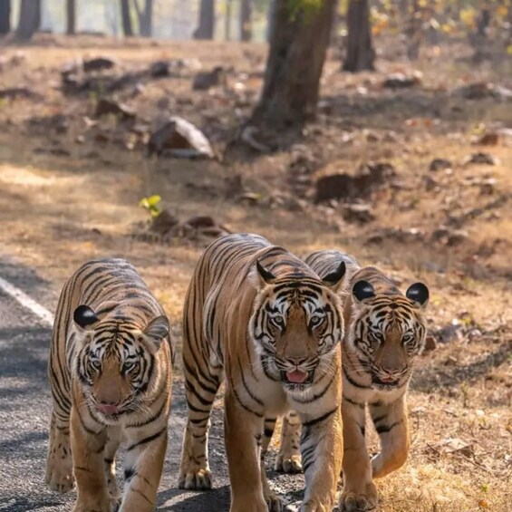 Three tigers walking on a road in a dry, wooded area. 4
