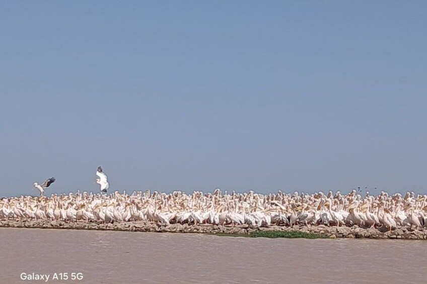A large flock of birds by a body of water. 5
