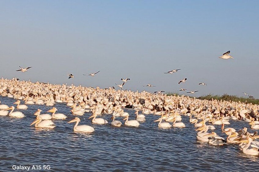 A large flock of swans and seagulls on a body of water. 4