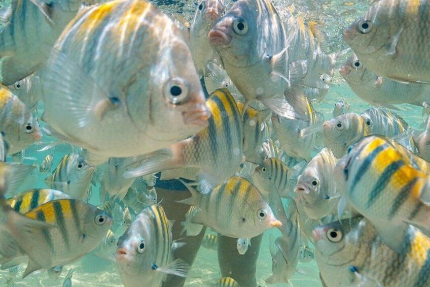 A school of fish with yellow and black stripes swimming in clear water. 1