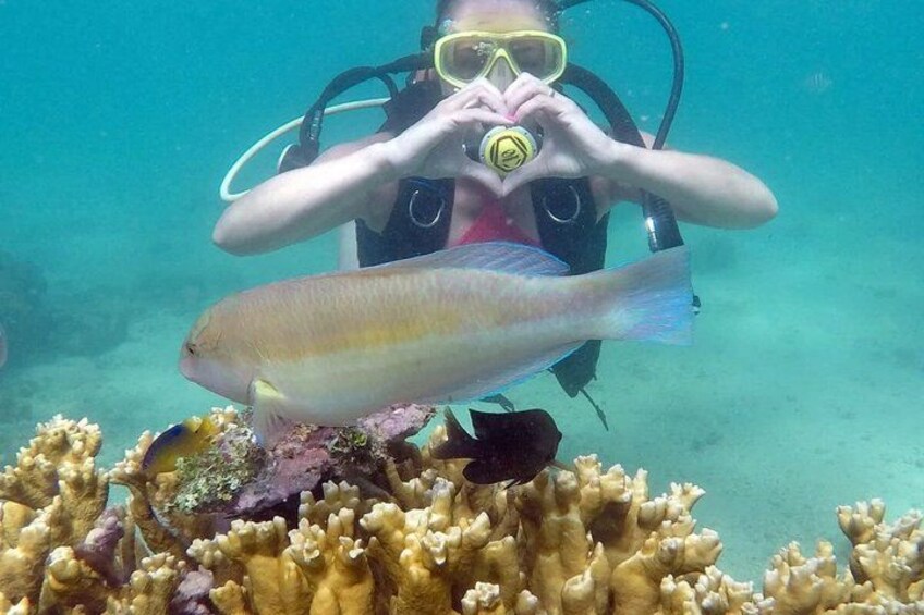 A diver with scuba gear underwater, a large fish, and a coral reef. 4
