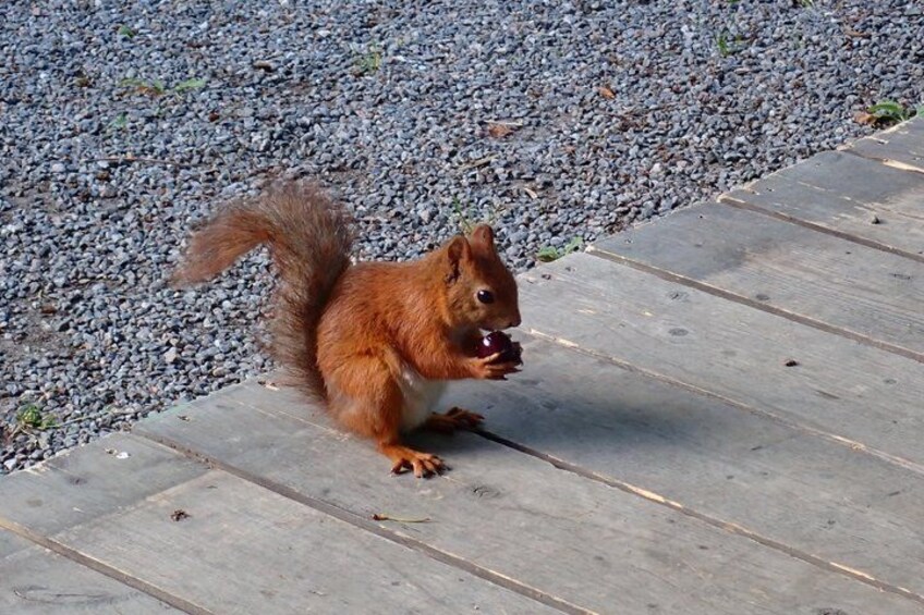 A squirrel on a wooden boardwalk. 3