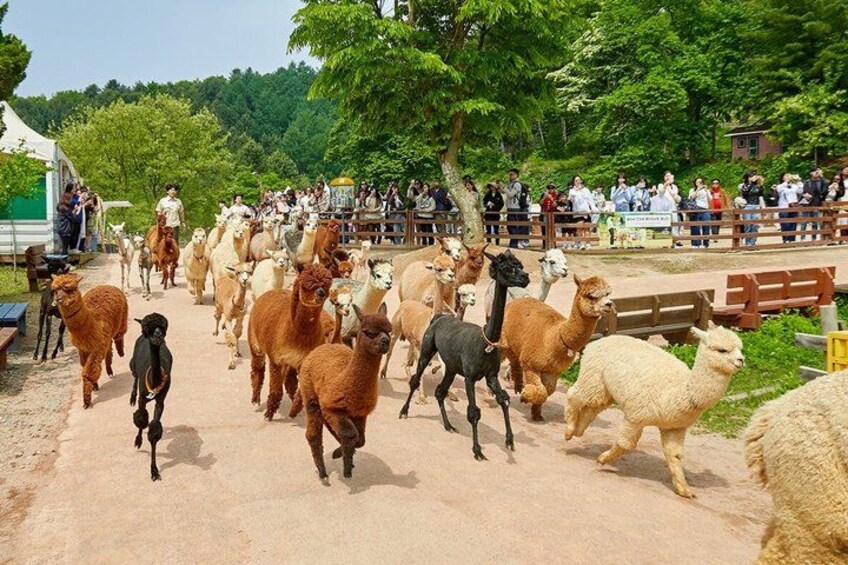 A group of alpacas walking on a dirt path in a fenced area with spectators in the background. 2