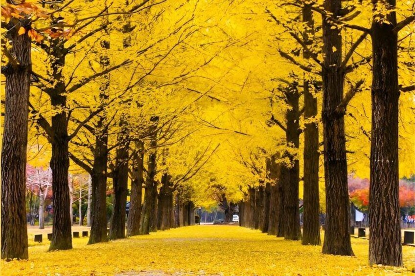 A pathway lined with trees covered in yellow leaves. 1