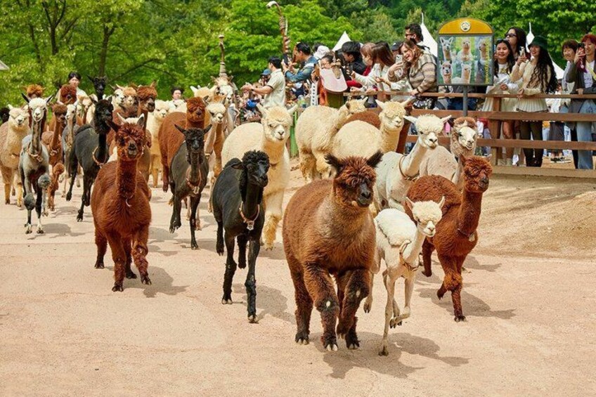 A group of llamas walking on a dirt path with spectators in the background. 3