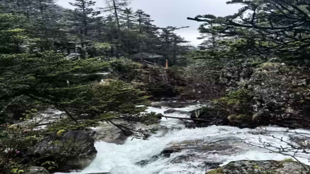 A fast-flowing river with rocks, surrounded by dense forest and evergreen trees. 3