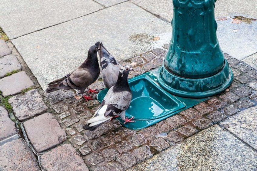 Pigeons on a cobblestone street near a green post. 3
