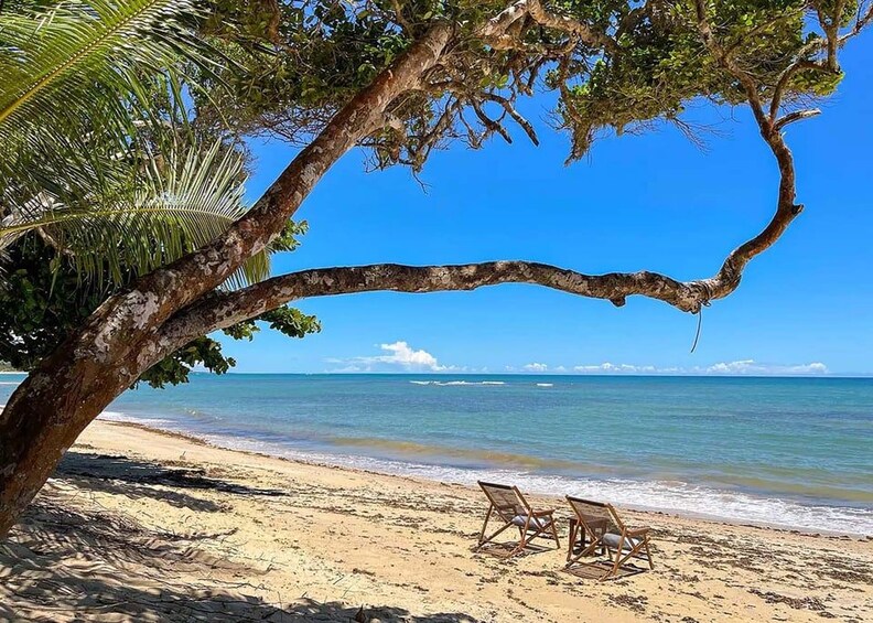 A beach with two wooden lounge chairs under a large tree, a clear blue sky, and calm ocean waves. 2