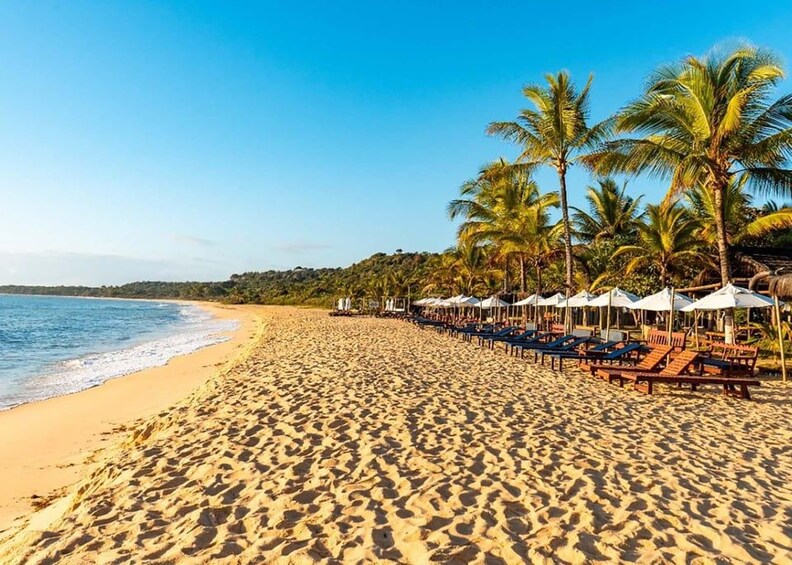 A sandy beach with palm trees and beach chairs under umbrellas. 3