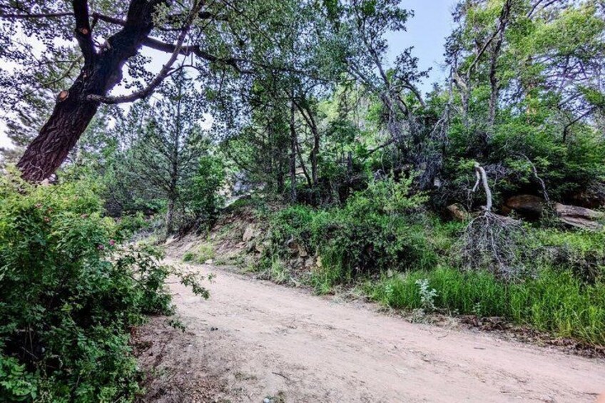 A dirt path surrounded by dense greenery and trees. 4
