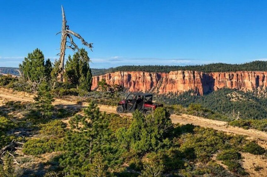 A jeep on a dirt road, a dead tree, and a red cliff in the background. 3