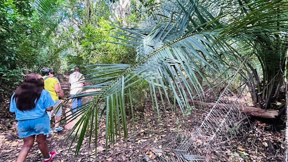 Een groep mensen loopt door een bos met grote palmbladeren en een omgevallen boomstronk. 5