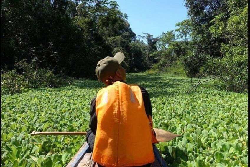 A person in a boat paddling through a field of green plants. 2