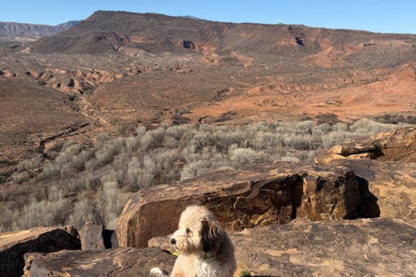 A dog on a rocky outcrop overlooking a desert landscape with sparse vegetation and distant mountains. 3