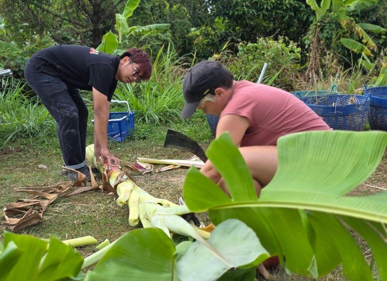 Two people harvesting plantains in a garden. 2