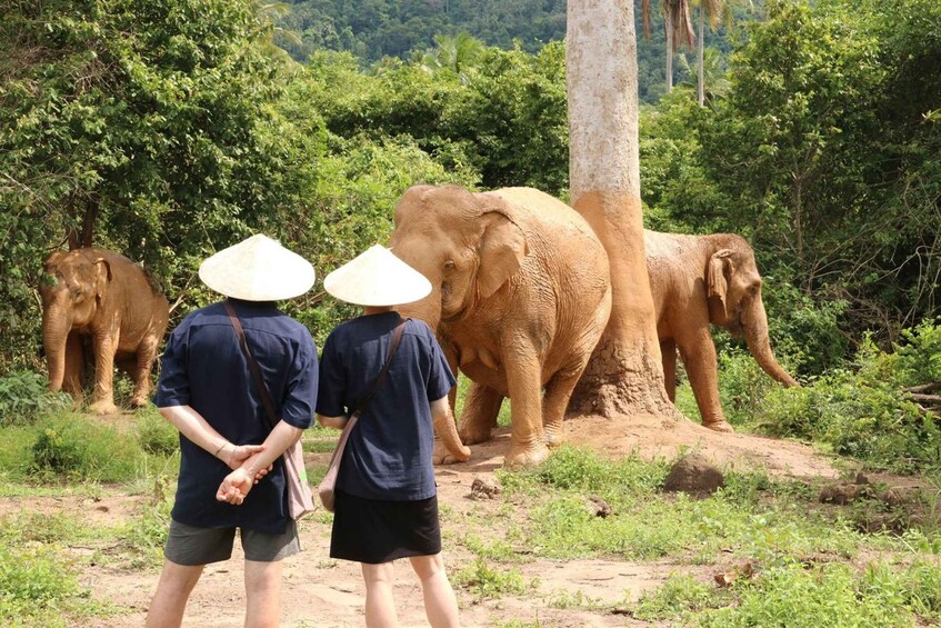 Two people walking with elephants in a forested area. 1