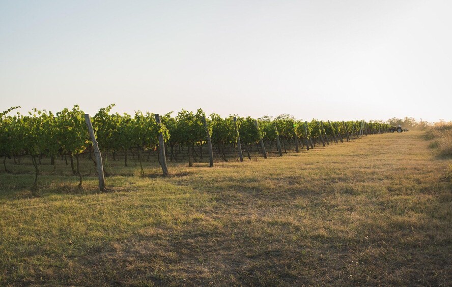A vineyard with rows of grapevines and a tractor in the background. 1