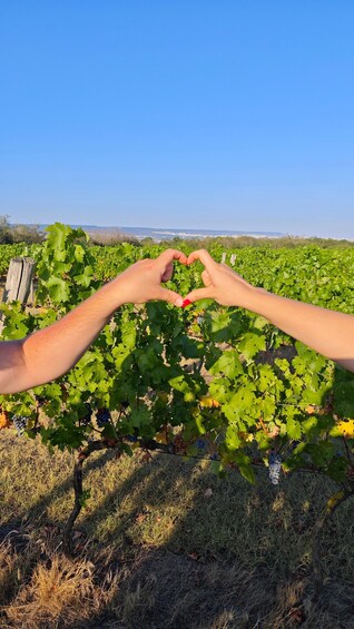 Two hands forming a heart shape in front of a vineyard with a clear blue sky in the background. 4