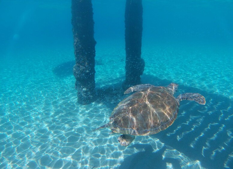 Curacao: Blue Room Cave and Turtles Boat Trip with Pizza 1