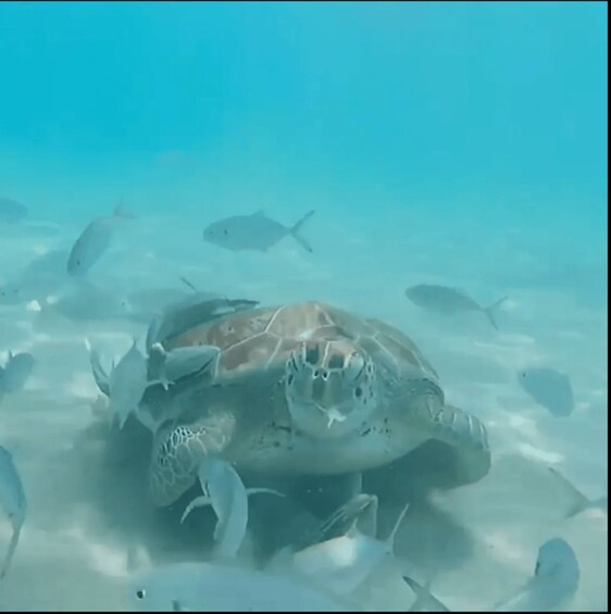 Picture 4 for Activity Curacao: Blue Room Cave and Turtles Boat Trip with Pizza 5