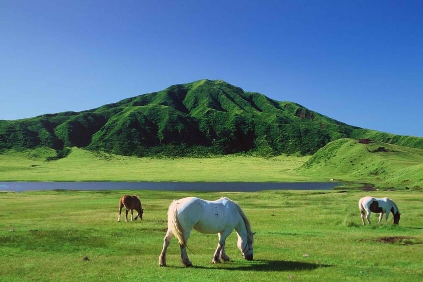 A grassy field with three horses grazing, a body of water, and a green hill in the background. 5