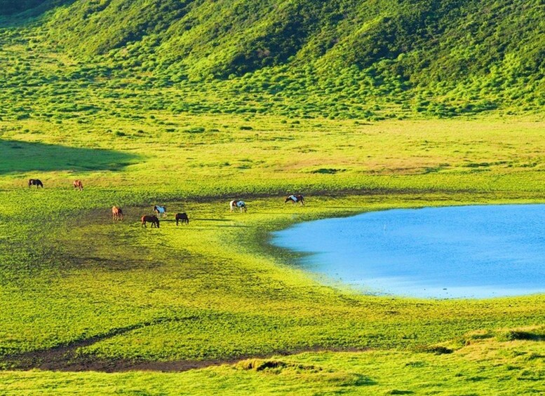 A group of horses grazing in a lush green field with a body of water and hills in the background. 2