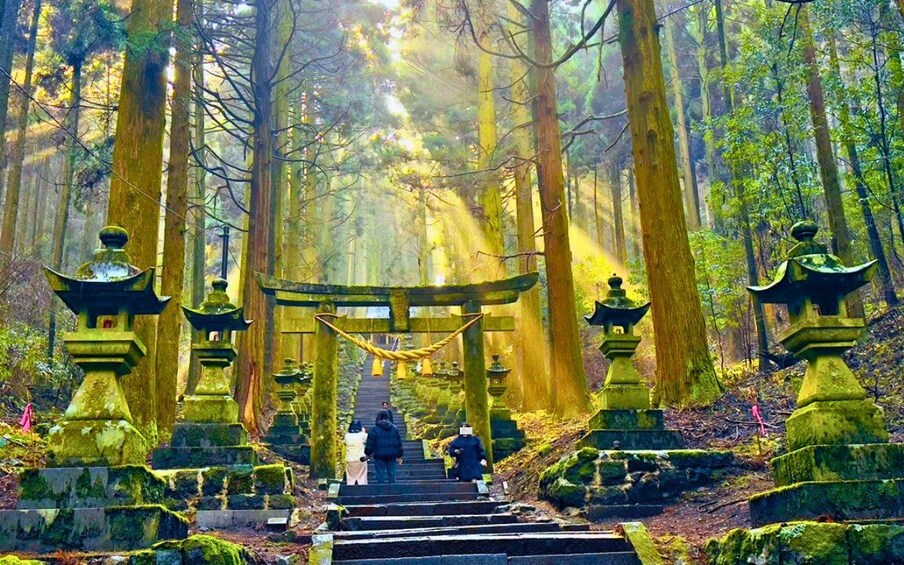 A forested pathway with stone lanterns and a traditional Japanese torii gate. 1