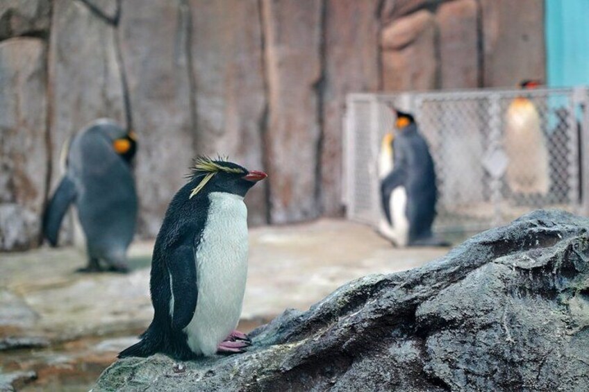 Penguins on a rocky surface with a rocky wall in the background. 5