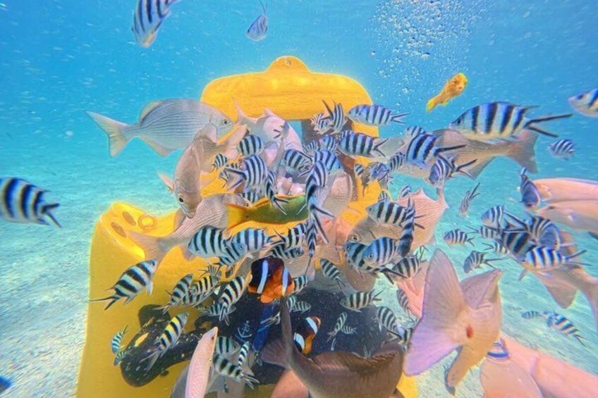 A yellow boat surrounded by various fish species in clear blue water. 5
